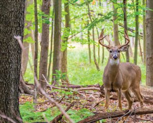 iStock_000047503008_Large