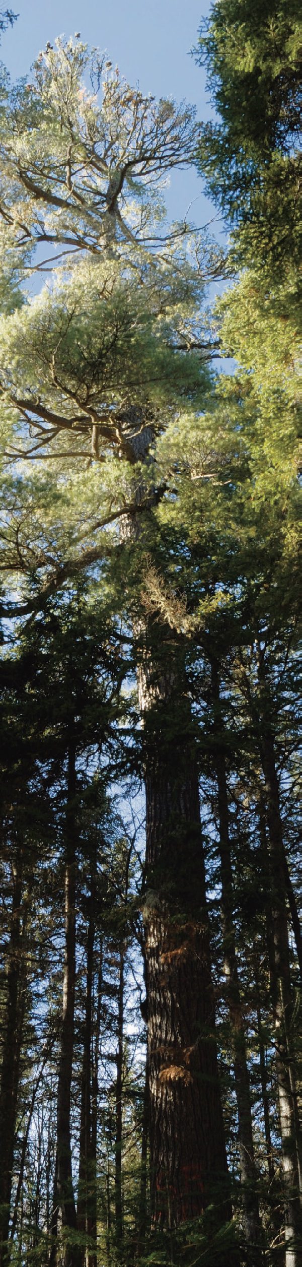 Le pin blanc croît rapidement et atteint parfois des dimensions impressionnantes. La majorité de ces arbres magnifi ques ont été coupés pour l’industrie du bois dans les années 1800.