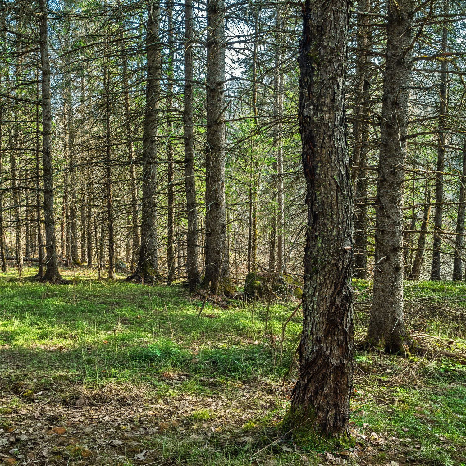 Plantation forestière en gros plan