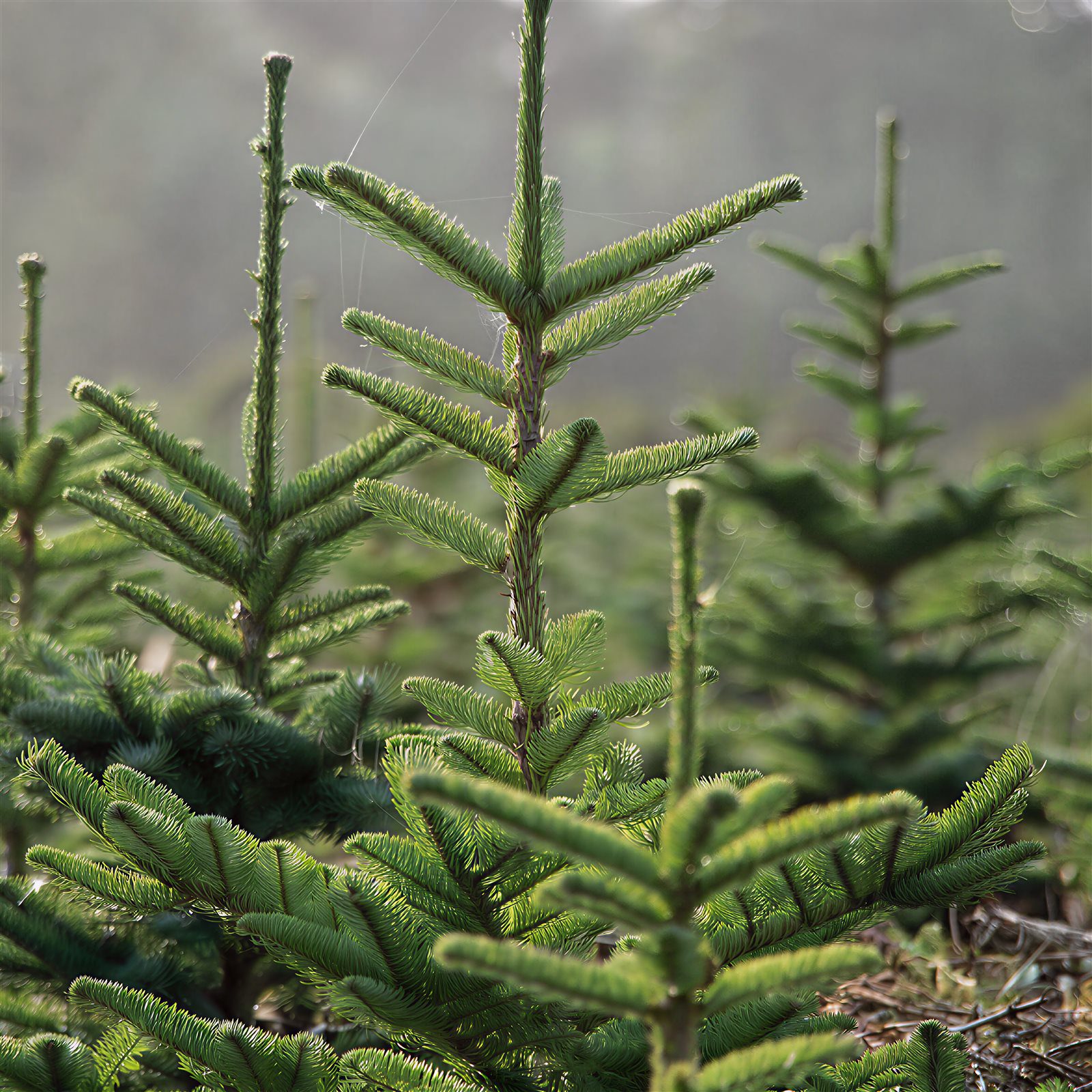 Plantation forestière en gros plan