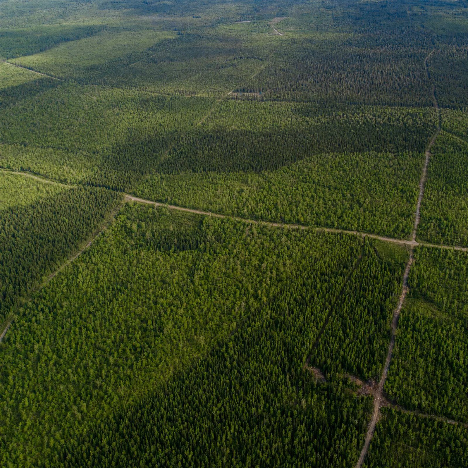 Vue aérienne de lots forestiers privés du Québec avec limites cadastrales