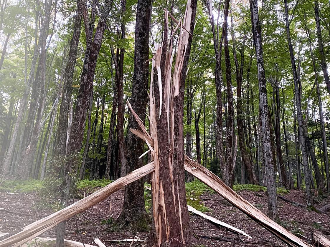 Arbre brisé en deux par le vent dans un boisé privé — le type de dégât que le programme couvre.