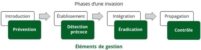 FCN-PLUS-2023-09-Especes-exotiques-envahissantes-phases-invasion